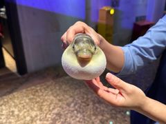 -肆月河豚·淮扬菜·湘菜(华天店)