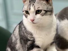 -安格丽娜·狗咖·猫咖羊驼咖(春熙路百盛商场店)