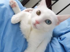 -创凡宠物医院·骨专科  猫科中心(西乡分院)