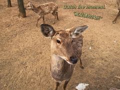 -大连铭湖国际观光牧场