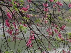 -南国桃园旅游度假区