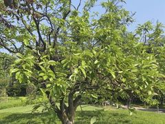 -铁山坪森林公园