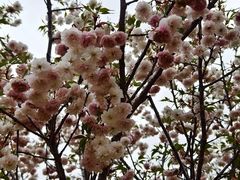 -天适樱花悠乐园