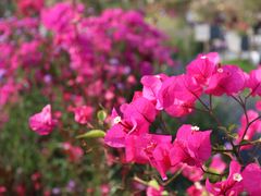 -莲花山公园