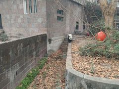 -成都动物园