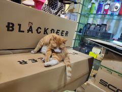 -52camp户外休闲房车装备(北三环路一段店)