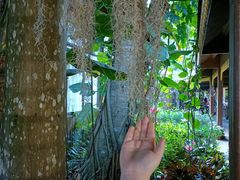 -西双版纳原始森林公园