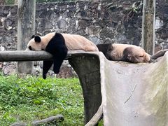 -都江堰中华大熊猫苑
