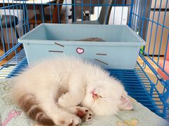-屋虎猫馆(宝安大仟里店)