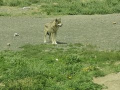 -新疆天山野生动物园