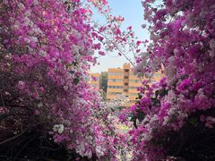 -攀枝花公园