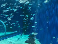 -上海海洋水族馆