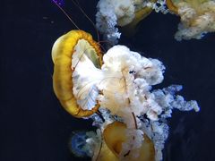-新加坡海洋生态馆