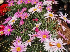 -三圣花乡旅游区