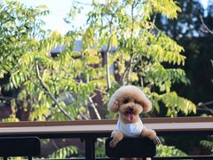 -小意思咖啡店(草桥店)