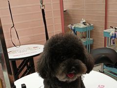 -FAELING PETS美天灵宠物(合生汇店)