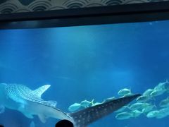 -烟台海昌鲸鲨海洋公园