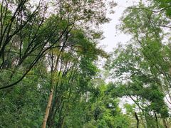 -火炉山森林公园