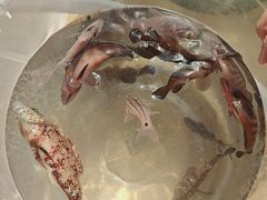 -小猫钓鱼海钓俱乐部(椰梦长廊店)