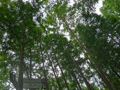 -桤木河湿地公园