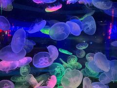 -太平洋海底世界