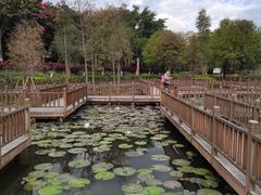 -五缘湾湿地公园