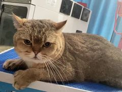 -福懋动物医院·犬猫全科·外科·重症科(杏林分院)