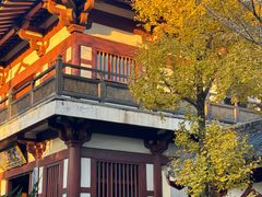 -千年银杏谷文化旅游区