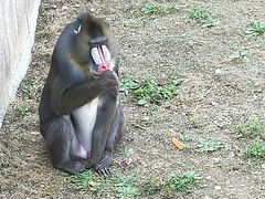 -大连森林动物园