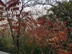 -阳台山自然风景区