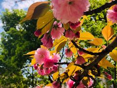 -新虹桥中心花园
