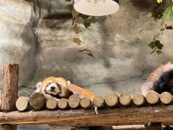 -Zoolung Zoolung动物主题公园(海信广场店)