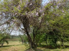 -盘龙城国家考古遗址公园