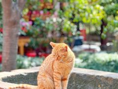 -龙华寺