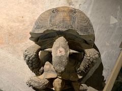 -绿色星球动物主题公园