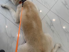 -艾吉宠物医院·疑难杂症转诊中心·猫友好(碧江路院)