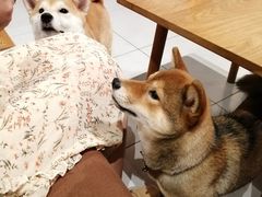 -柴务处·柴犬主题狗咖