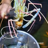 南宁首家罗氏虾主题餐厅 捞活虾真快乐[加油][加油]