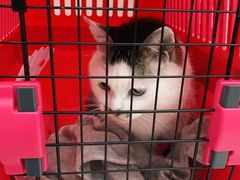 -纳吉亚猫专科动物医院·北北分院