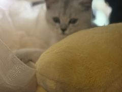 -瑞鹏宠物医院·宠保定点·心脏科·内科(御桥分院)