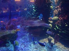 -迪拜帆船酒店海底餐厅