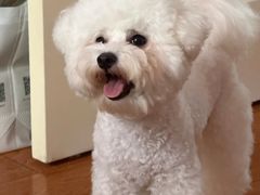 -翊宠yipet猫狗购宠庄园犬舍•猫舍