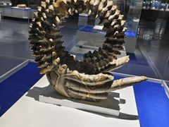 -贝壳王国博物馆