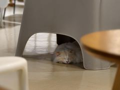 -藏猫猫咖啡主题馆(中央大道店)