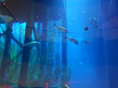 -迪拜帆船酒店海底餐厅