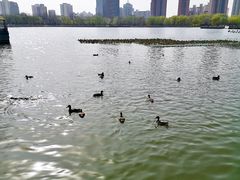 -莲花池公园