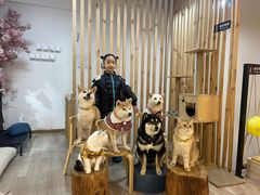 -柴迷FANS CLUB·柴犬狗咖·猫咖