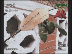 -花到家(富贵鸟花艺行)