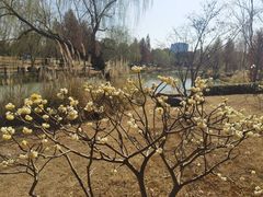 -九科绿洲