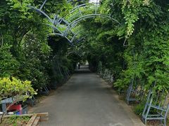 -大塘金香草谷